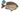 Coppernose Bluegill, Copper nose bluegill, Copper nose bream