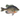 Common Bluegill - FREE SHIPPING