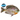 Coppernose Bluegill Juveniles - FREE SHIPPING