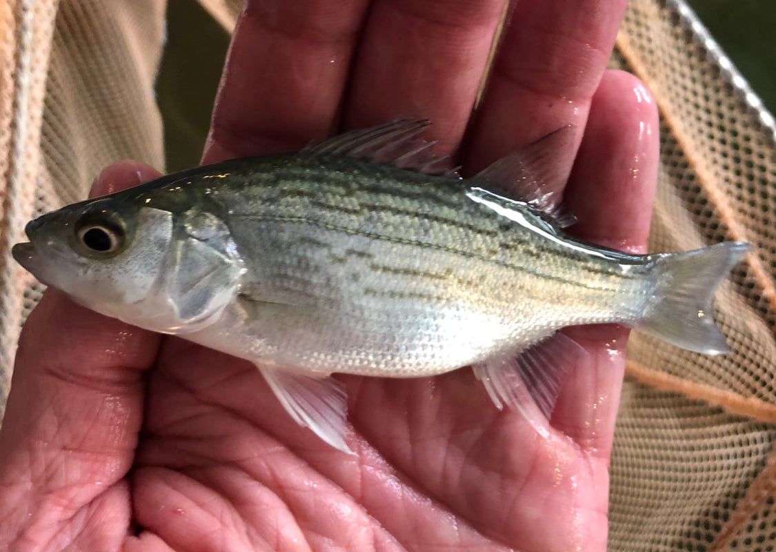 Striped Bass, Striper, Hybrid and Whitebass Fish Thumper Attractor